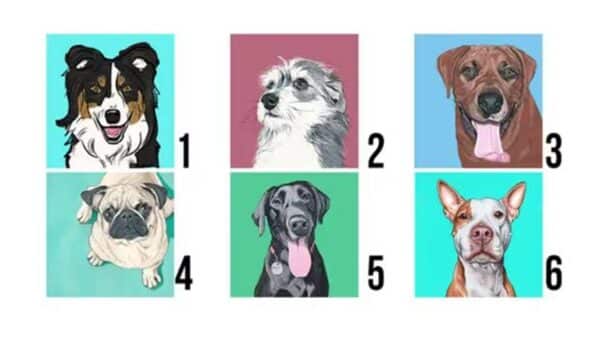 Teste de personalidade: escolha um cão e veja o que significa