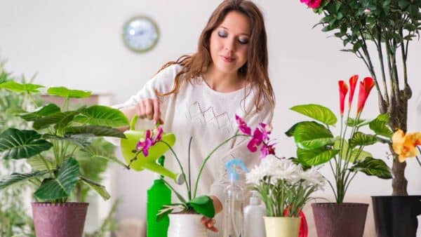 fertilizante caseiro para plantas e flores