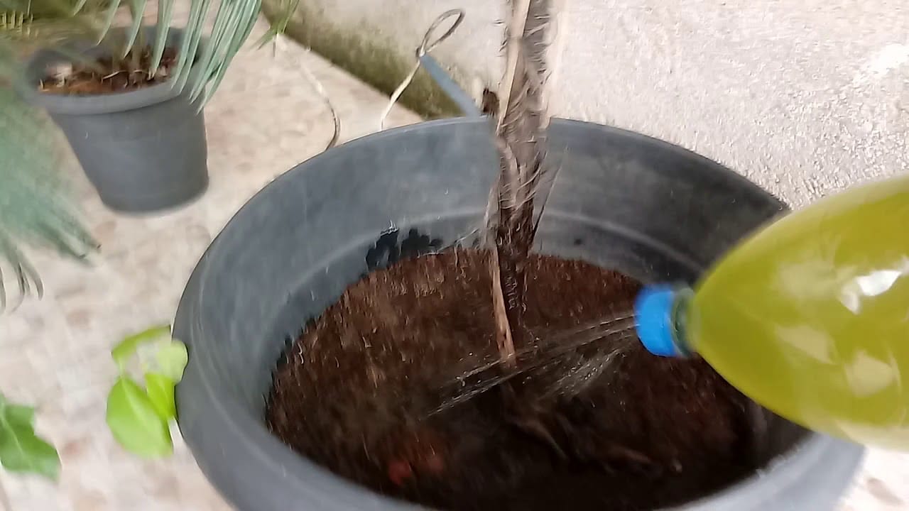 Usei este líquido em minhas plantas