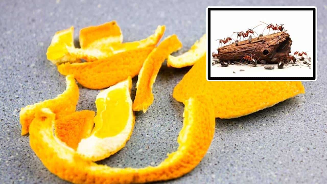 Como usar cascas de frutas cítricas para evitar formigas em casa?