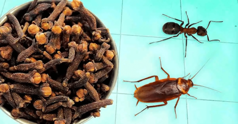 inseticida com cravo