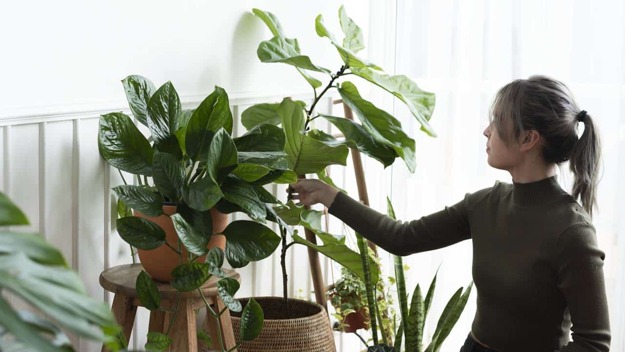 plantas de interior grandes