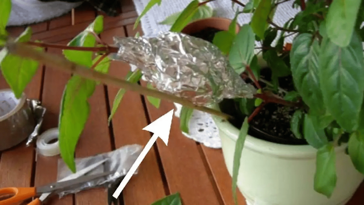 Conheça o truque surpreendente para fazer suas plantas florescerem usando alumínio!