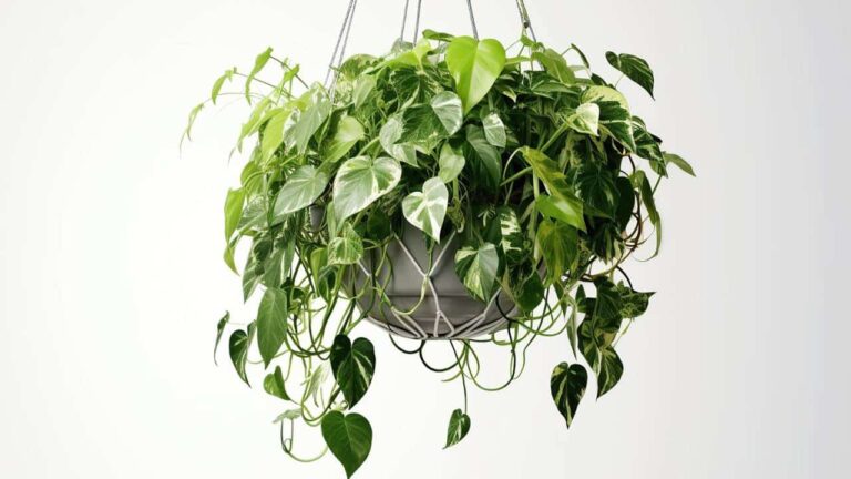 plantas internas para decoração