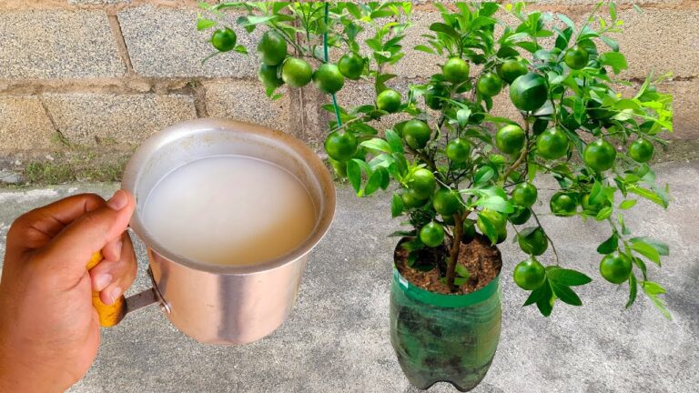 Apenas 1 caneca faz o limão explodir