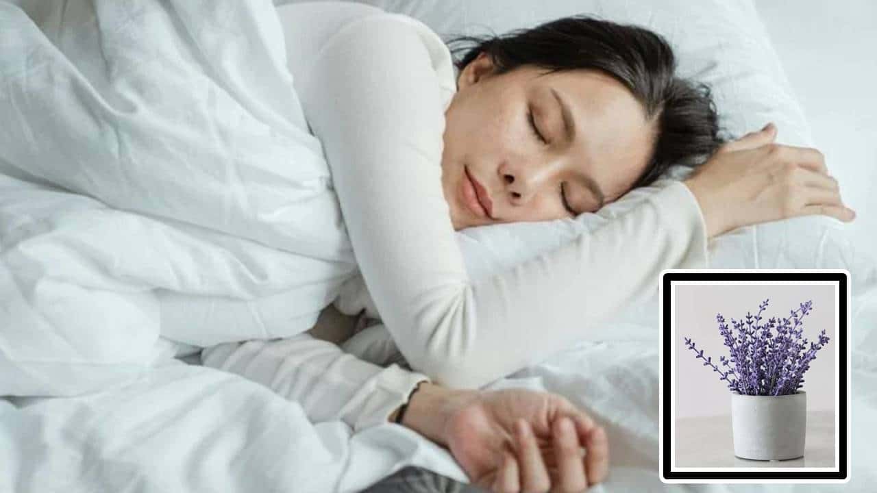 5 plantas que vão te ajudar a adormecer