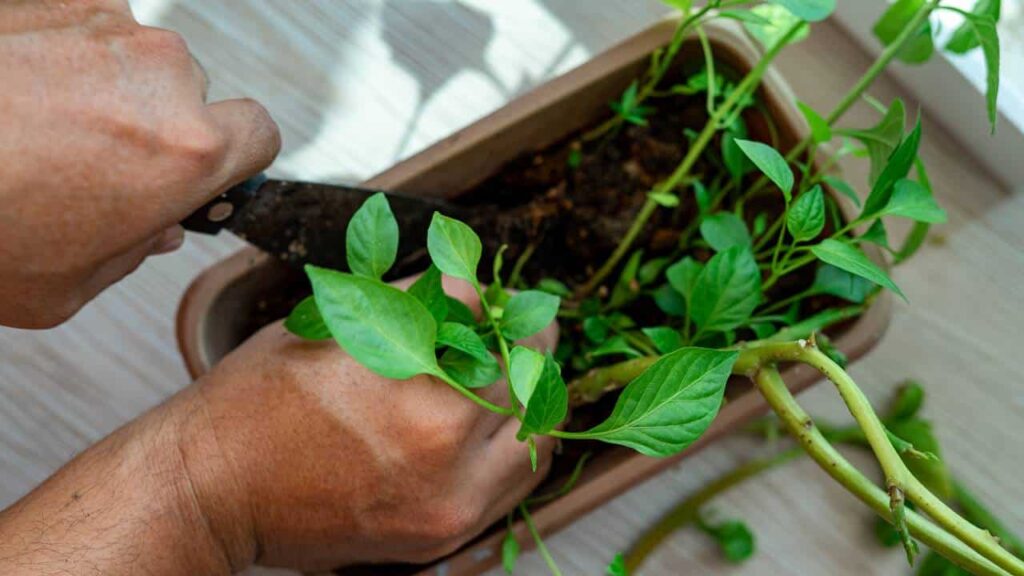 suas plantas sempre estarão saudáveis