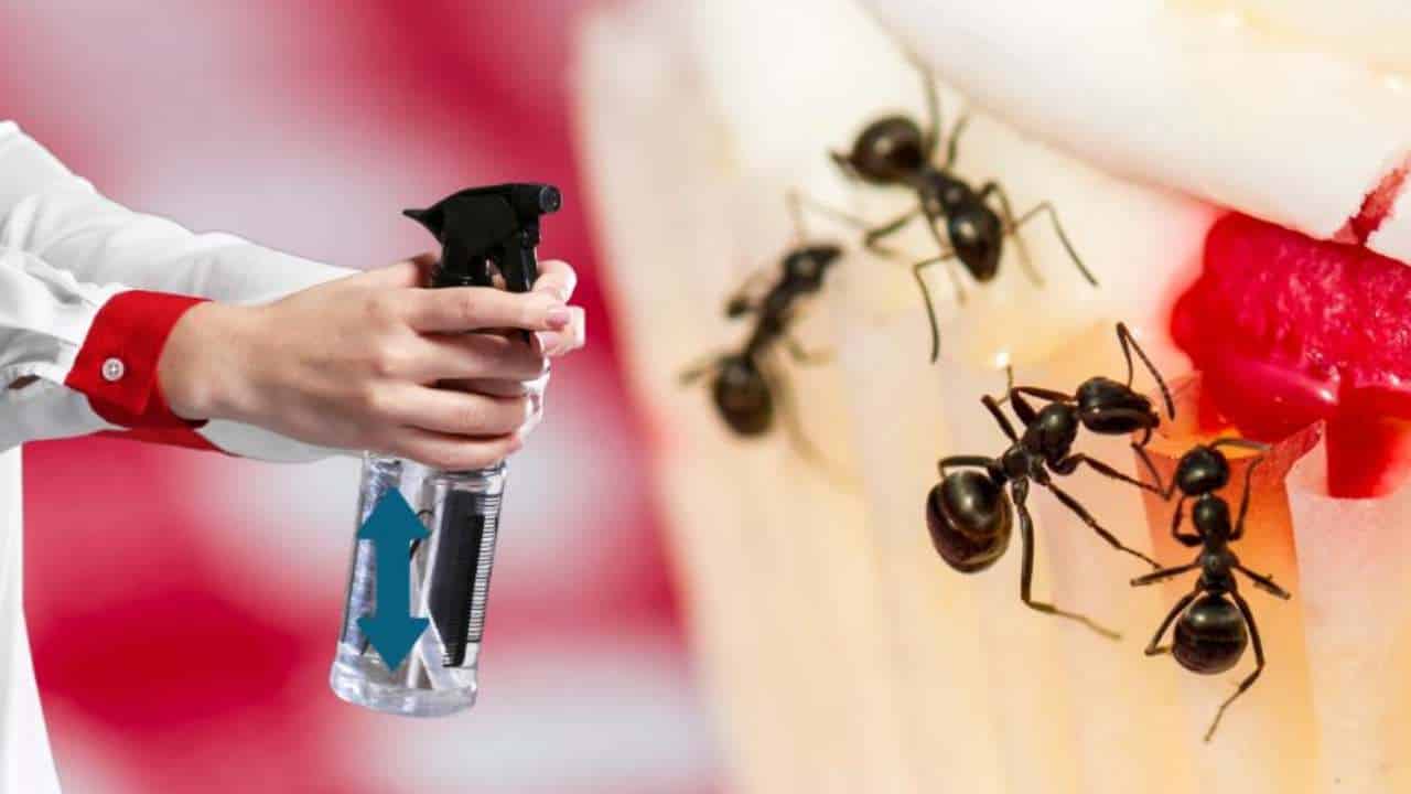 Diga adeus às formigas: Truque para eliminá-las que poucos conhecem!