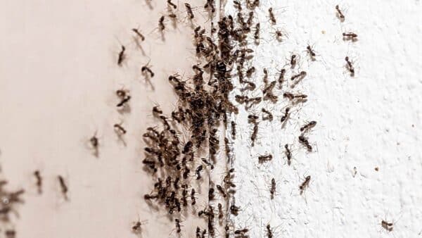 Elimine as pragas de formigas