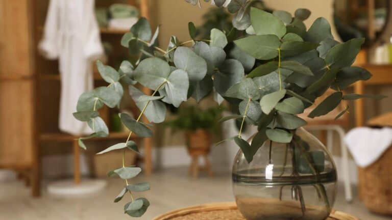 Feng Shui Onde colocar o eucalipto em casa