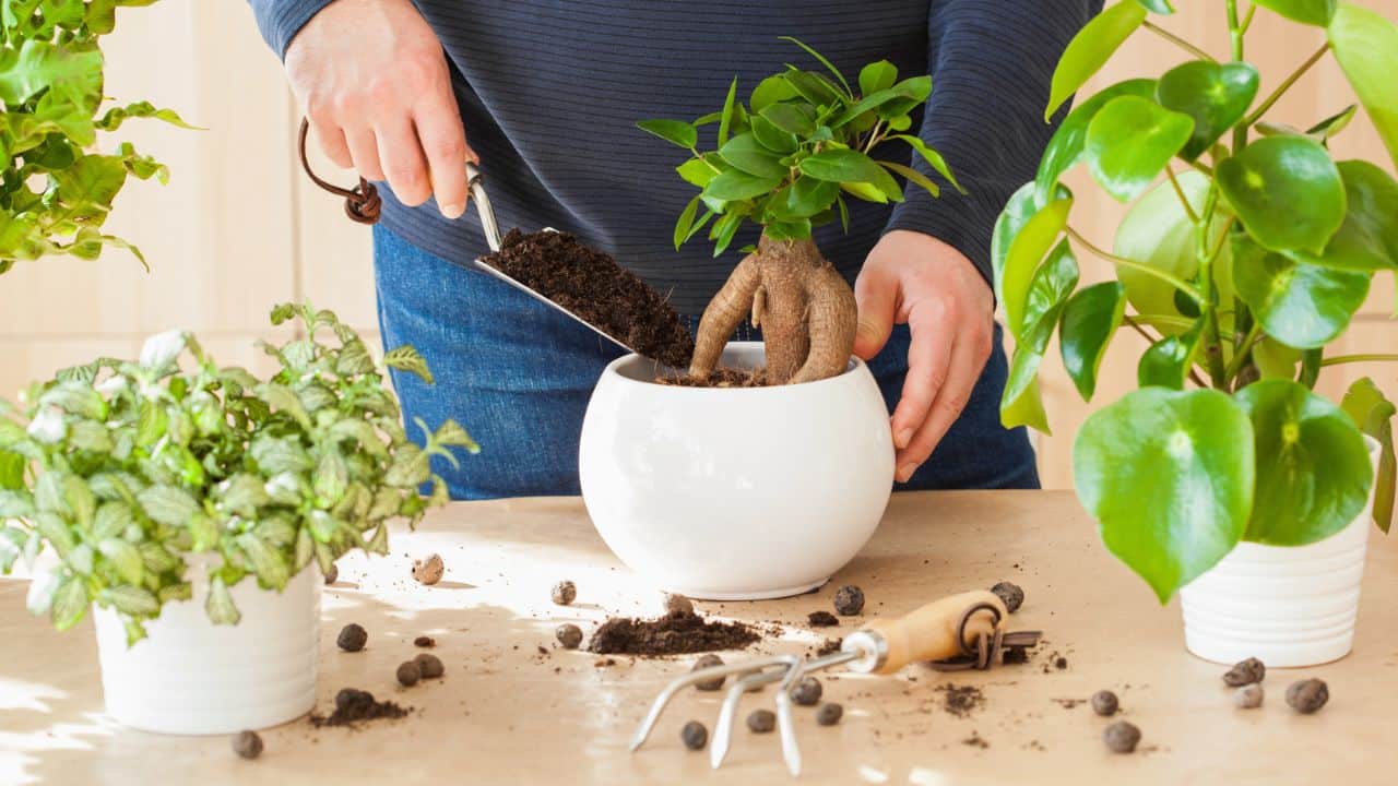 Conheça as plantas que emitem energia positiva na sua casa