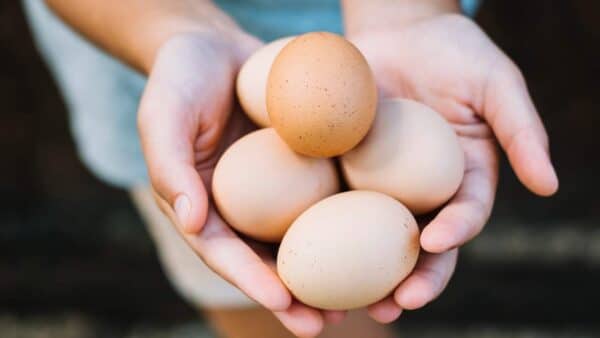 ácido hialurônico do ovo para pele