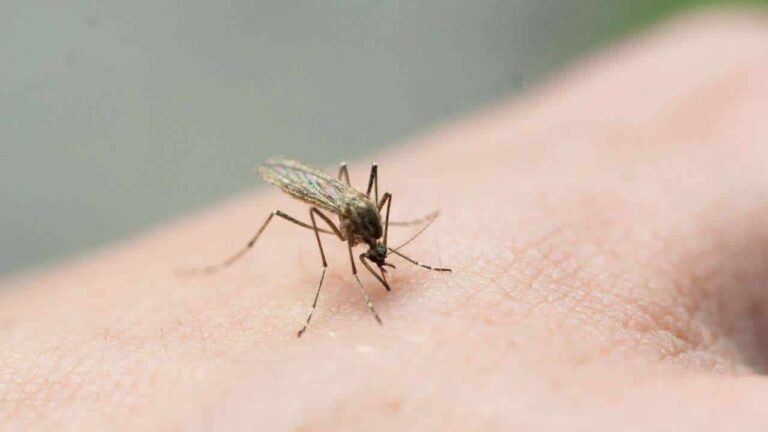 ajudar a eliminar os mosquitos