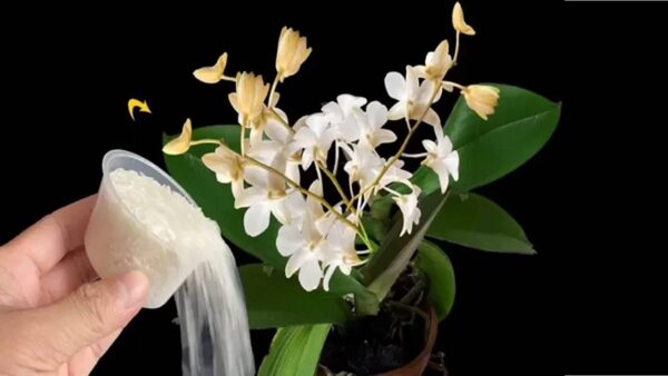 Arroz como fertilizante para orquídeas