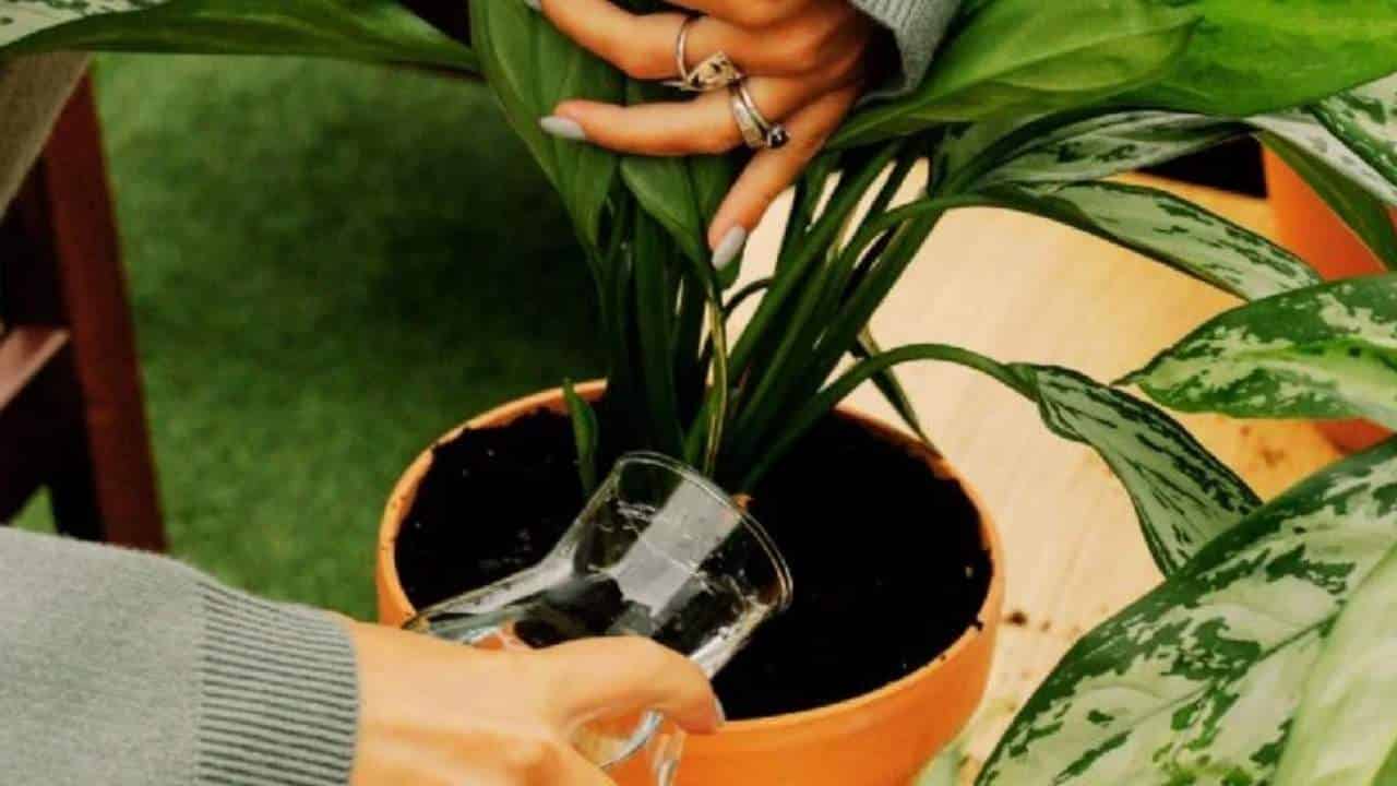 aspirina nas plantas que os jardineiros