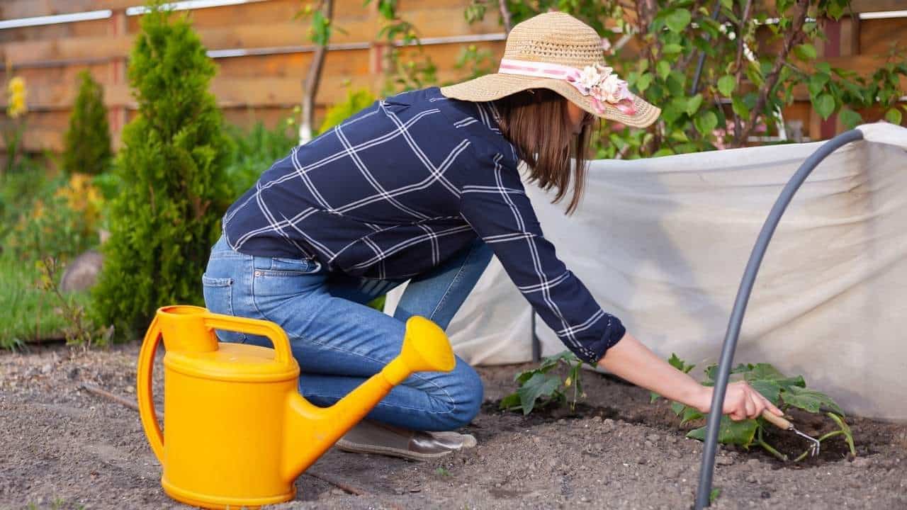 bicarbonato que salvara suas plantas