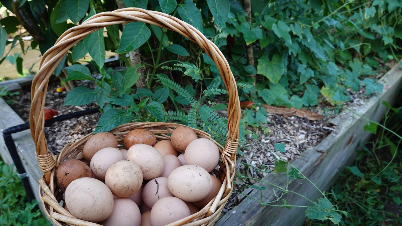 casca do ovo como fertilizante para plantas