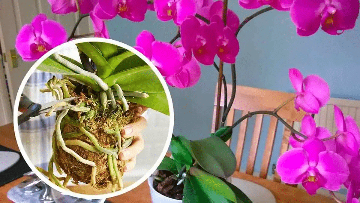 orquídeas com chá e limão