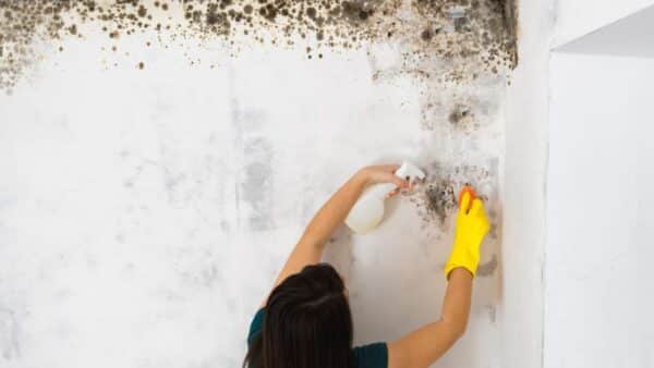 eliminar fungos ou mofo da parede