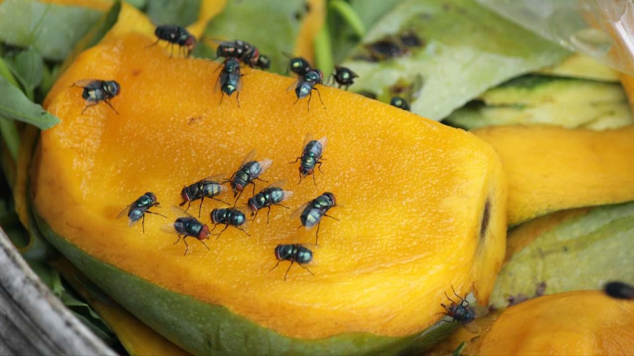 evitar moscas da fruta