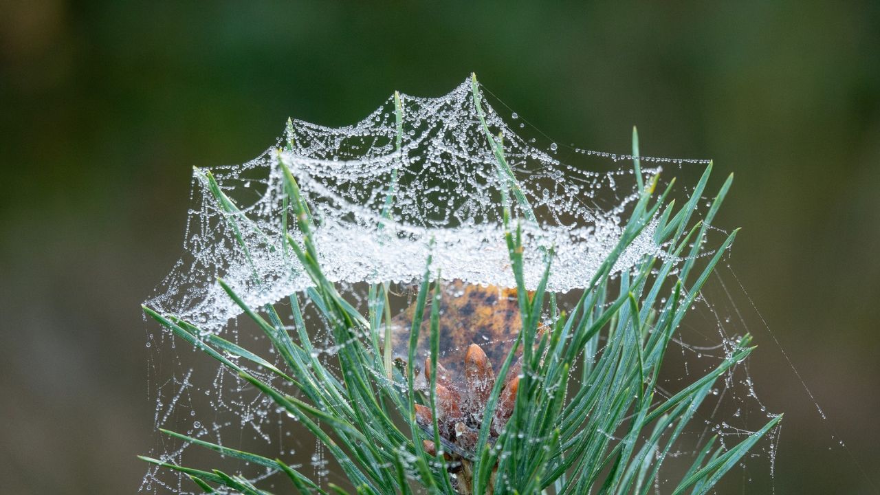 Mistura caseira para evitar teias de aranha nas plantas da sua casa!