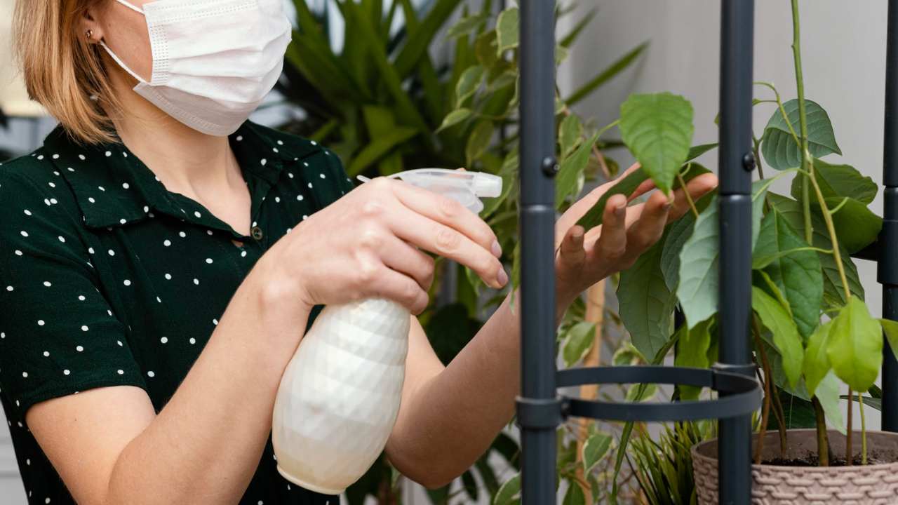 inseticida com pimenta para suas plantas