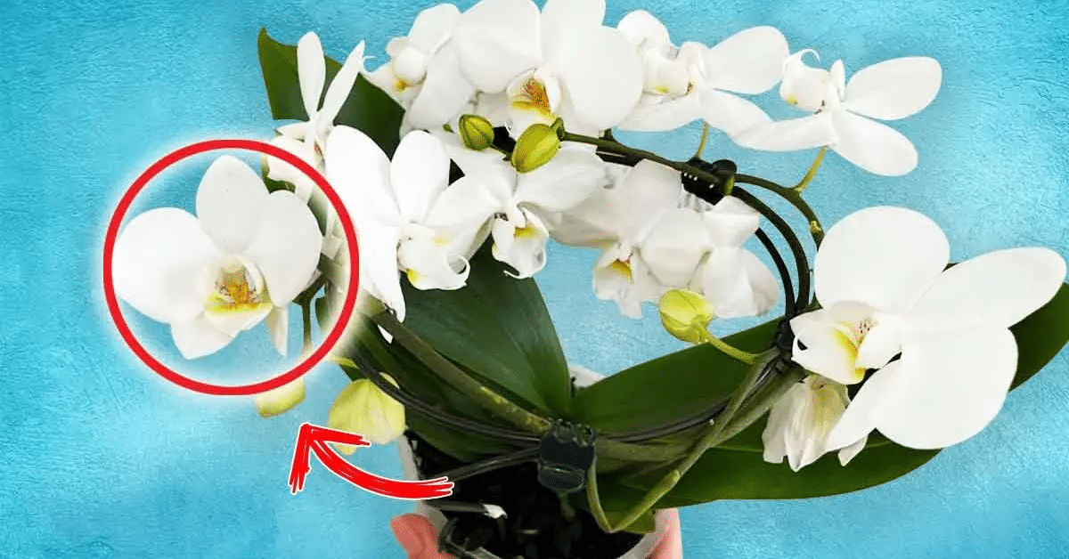 orquídea florescer rapidamente