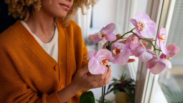 orquídeas para atrair dinheiro