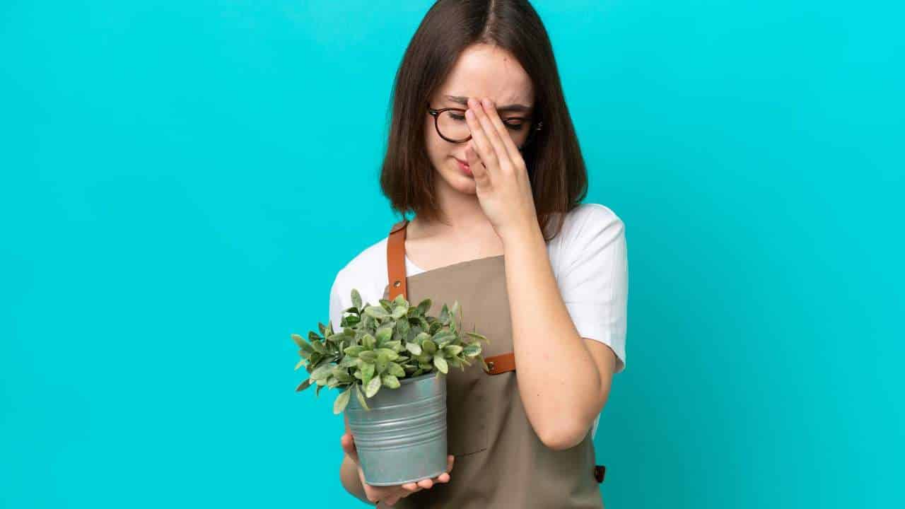 5 sinais que indicam que sua planta está doente e como recuperá-las!