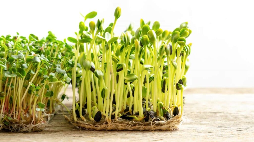 planta que você deve colocar no banheiro