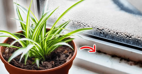 As 7 melhores plantas anti-umidade
