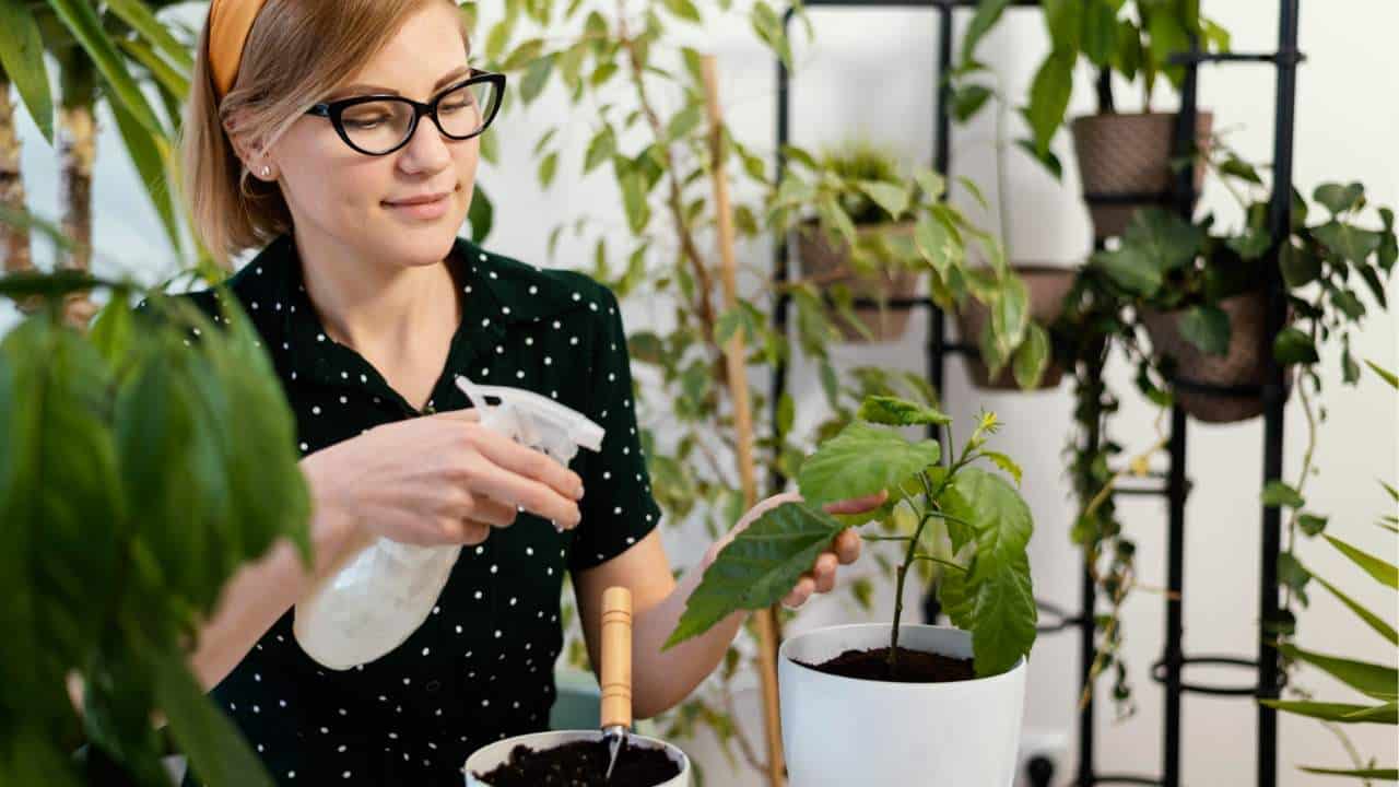 Como saber se sua planta precisa de água?