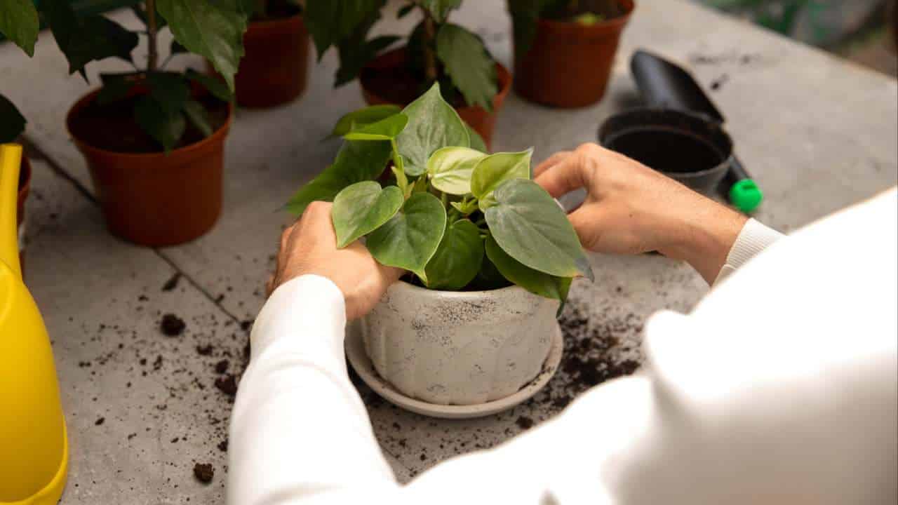 Descubra como reviver plantas mortas com bicarbonato de sódio!