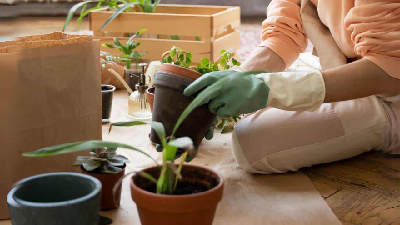 safras para plantar em um vaso