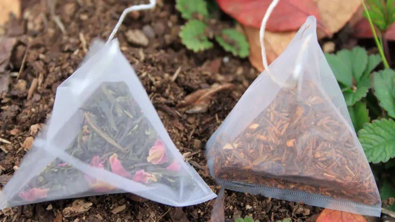 saquinhos de chá usados ​​no jardim