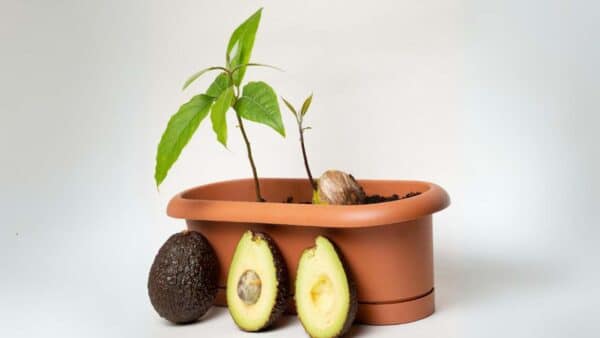 semente do abacate fertilizante para plantas