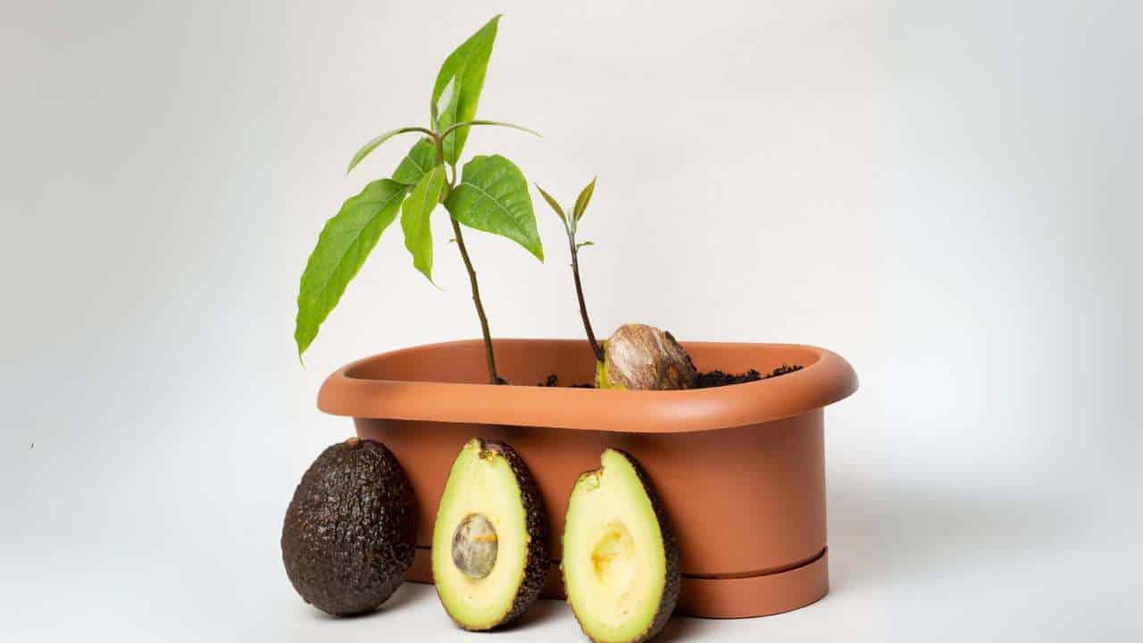 Transforme a semente do abacate em um poderoso fertilizante para plantas!
