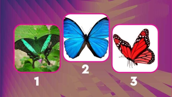 Teste: escolha uma borboleta e descubra