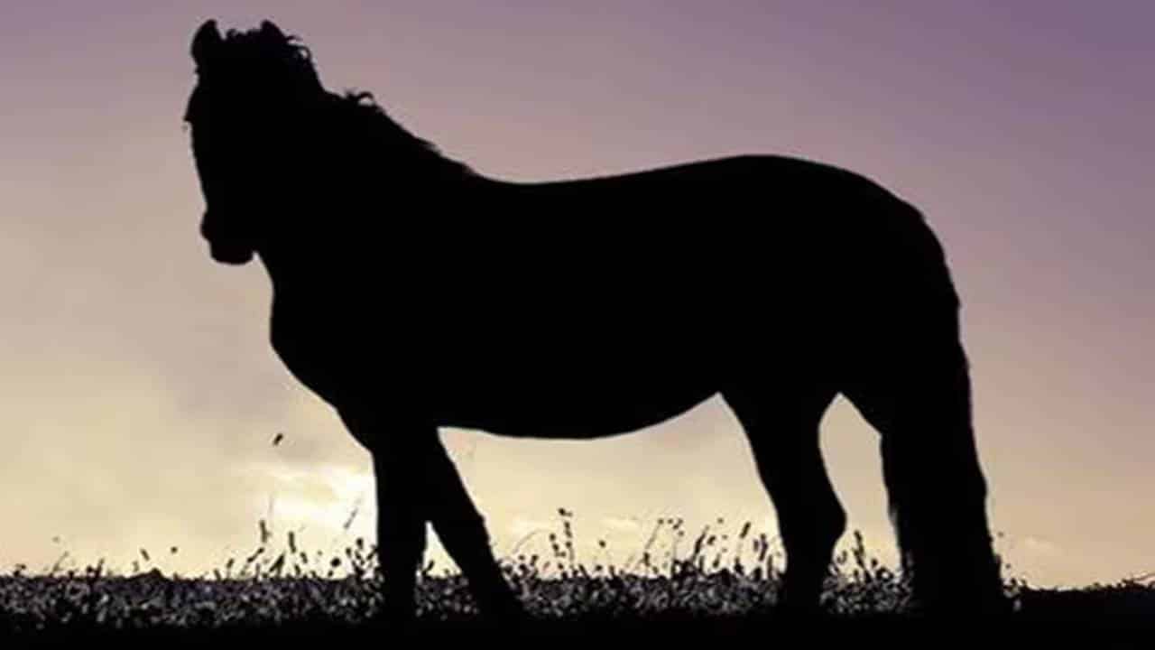 Para onde o cavalo está olhando? Resposta pode mostrar como você vê a vida