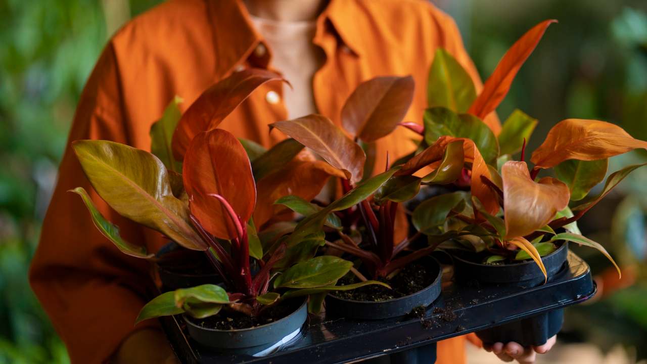 5 usos da canela em plantas que você deve conhecer agora!