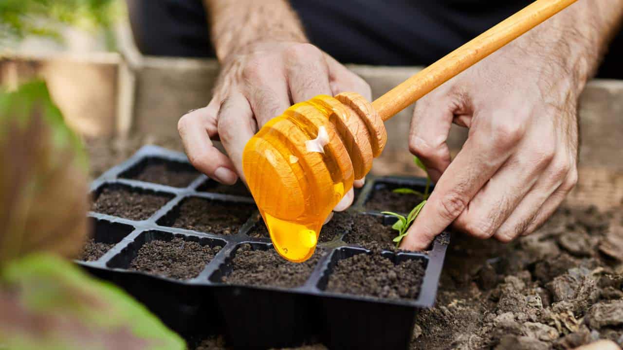 Mel germinar suas sementes de plantas