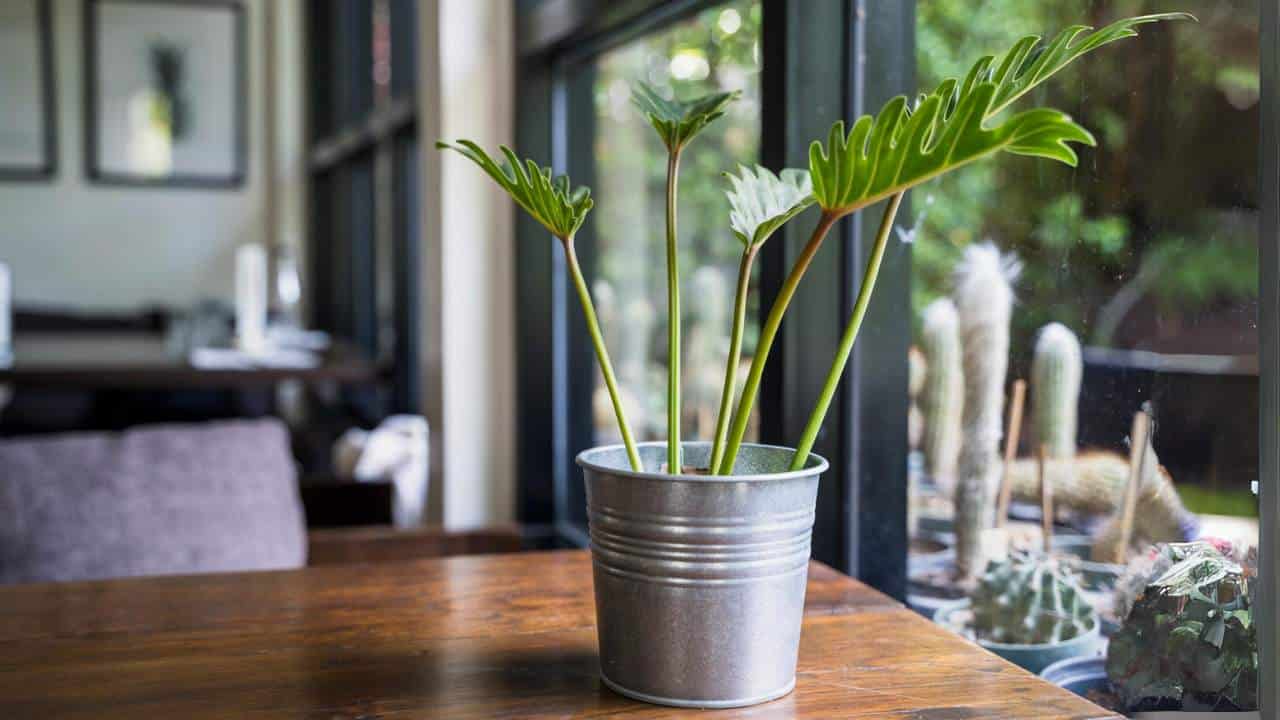 Plantas na cozinha contra calor