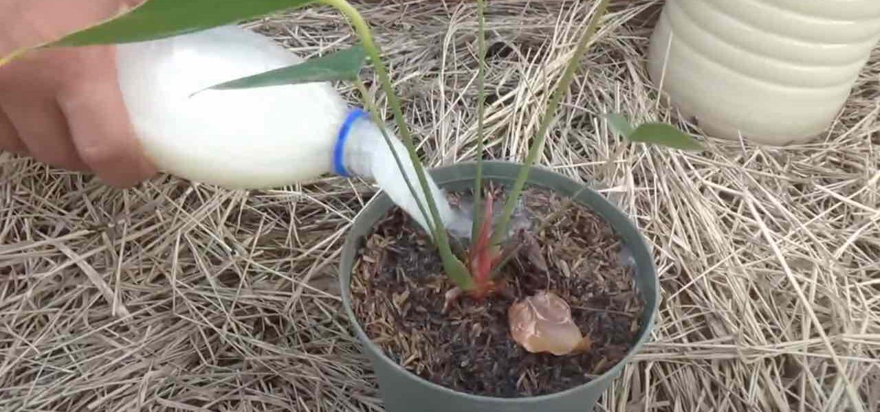 Poderoso fertilizante caseiro plantas