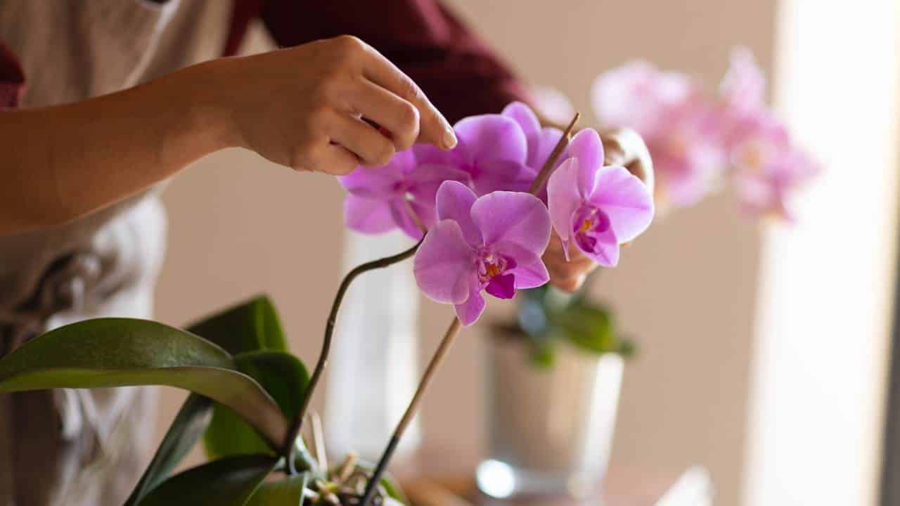 água fria para suas orquídeas