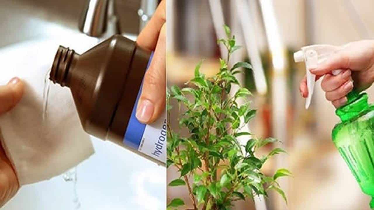 água oxigenada em suas plantas