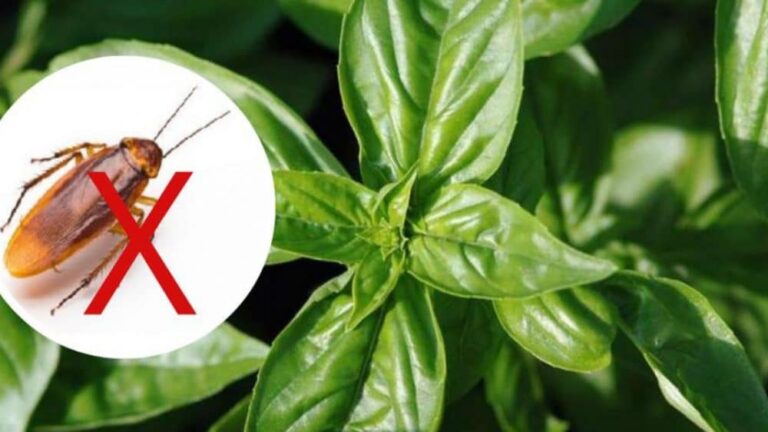 5 plantas manter as baratas longe