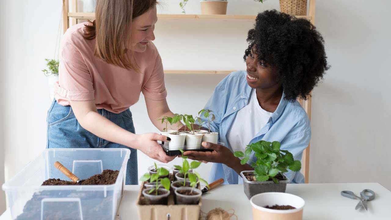 cuidar de suas plantas