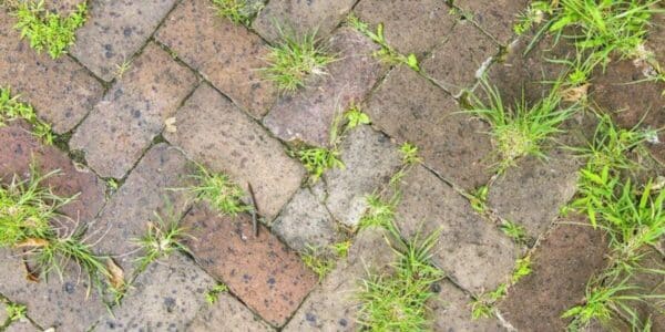 eliminar ervas daninhas da calçada