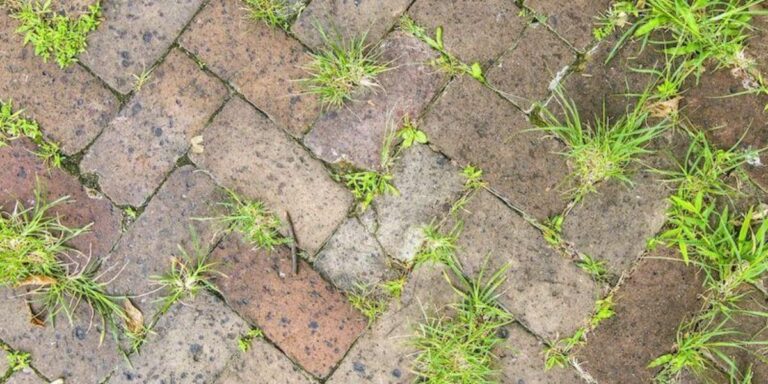 eliminar ervas daninhas da calçada