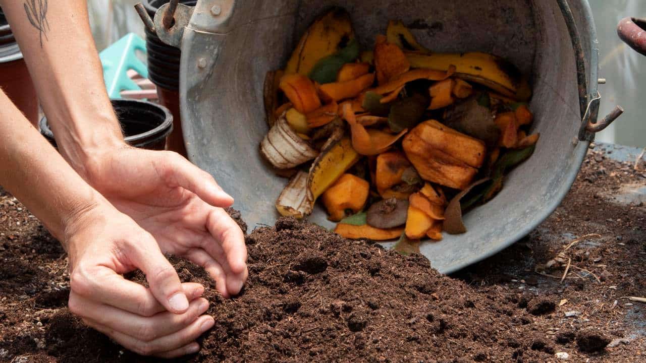 fertilizante com sobras para plantas